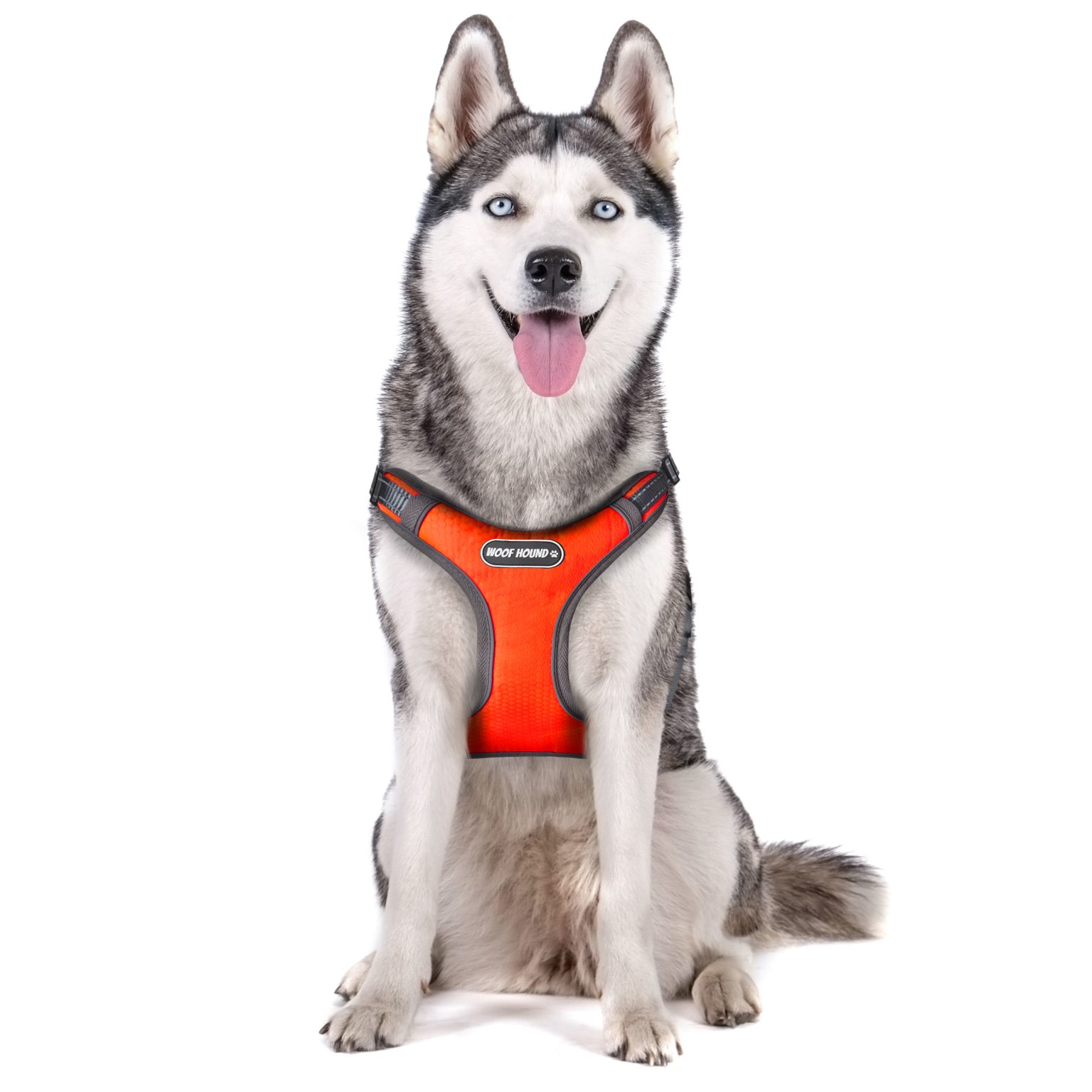 Portrait of young beautiful funny husky dog sitting with its tongue out on white isolated background. Smiling face of domestic pure bred dog with pointy ears. Close up, copy space.
