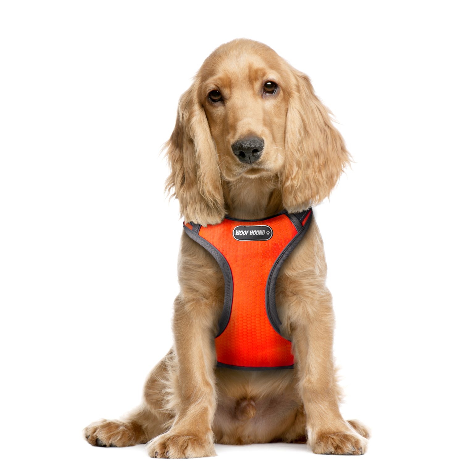 English Cocker Spaniel puppy, 5 months old, sitting in front of white background