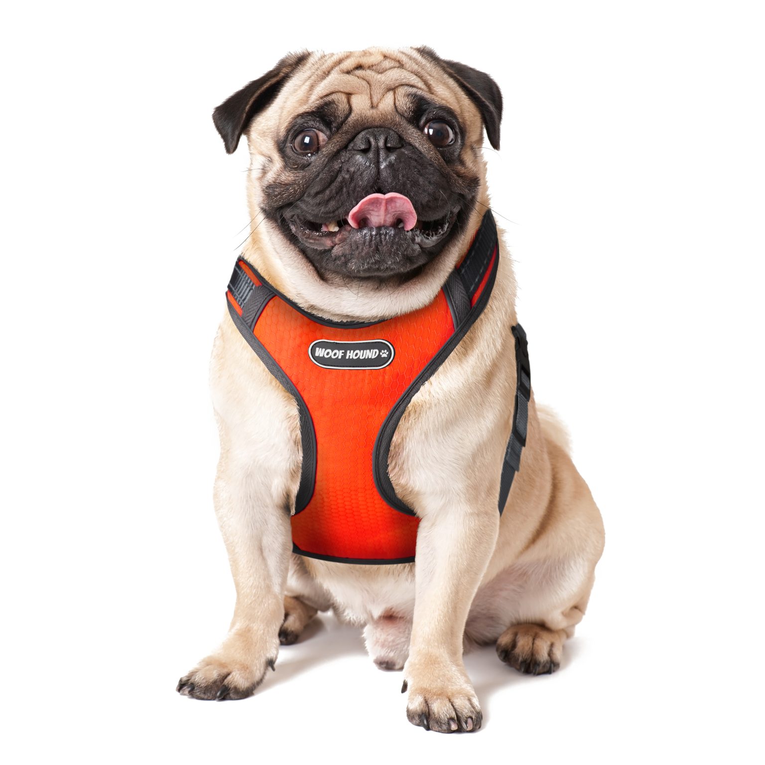 Pug dog isolated on a white background